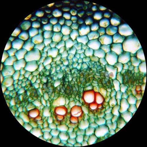 Amscope 40X-2500X LED Digital Binocular Compound Microscope W 3D Stage + 5MP USB Camera