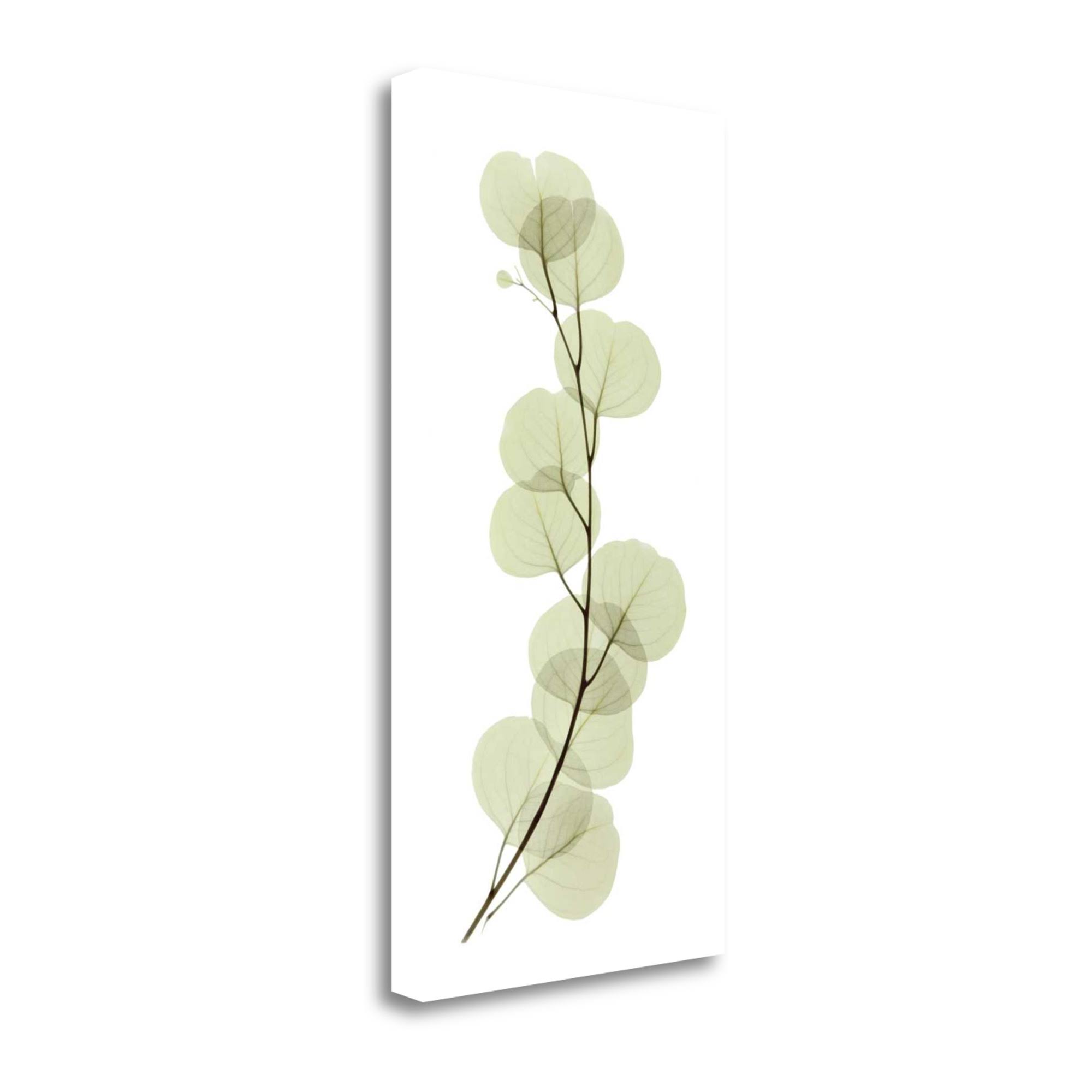 29x22 x 15x22 Eucalyptus by Acee Fine Art Giclee Print