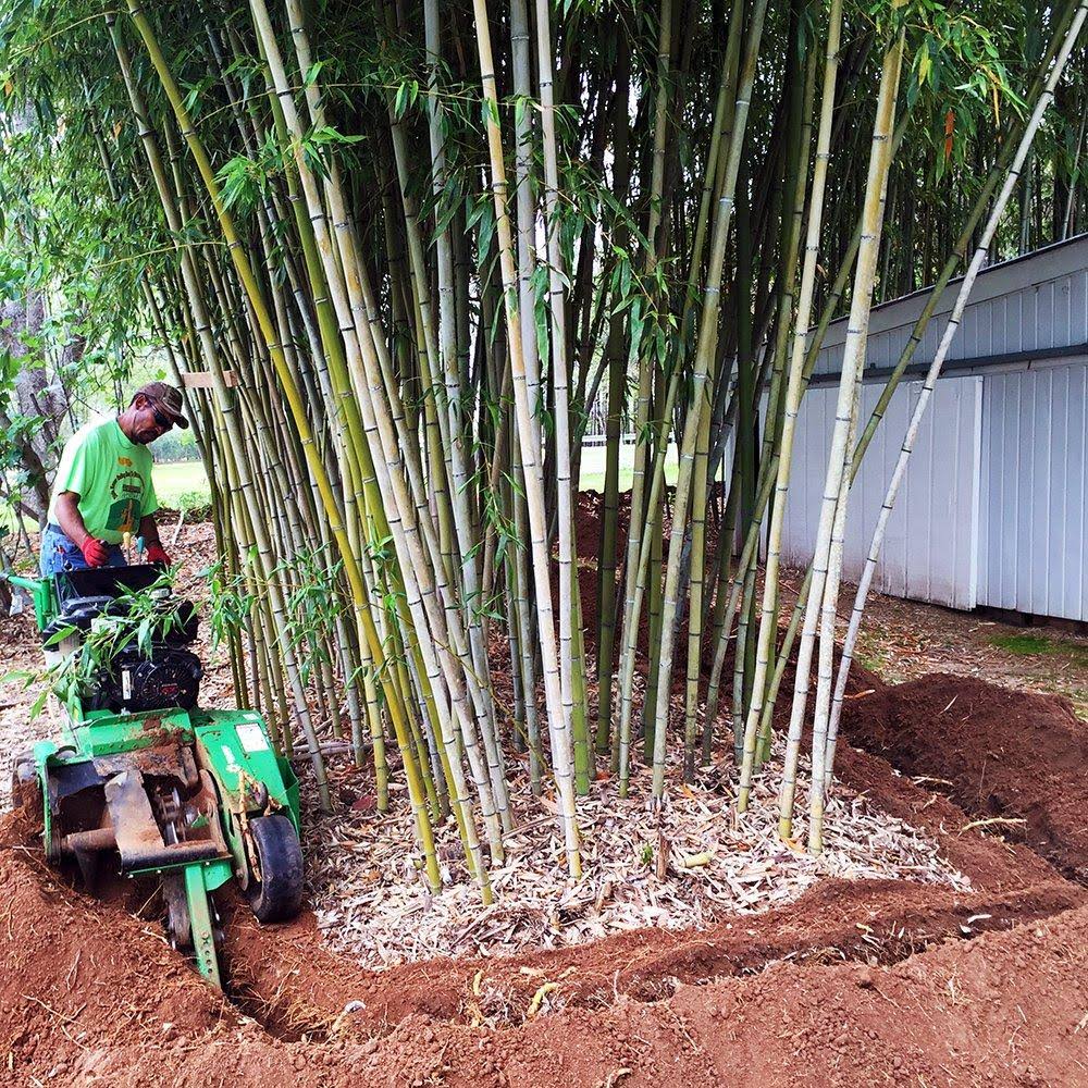 Bamboo Shield - 75 Feet Long x 24 inch x 60 Mil - Bamboo Root Barrier/Water Barrier