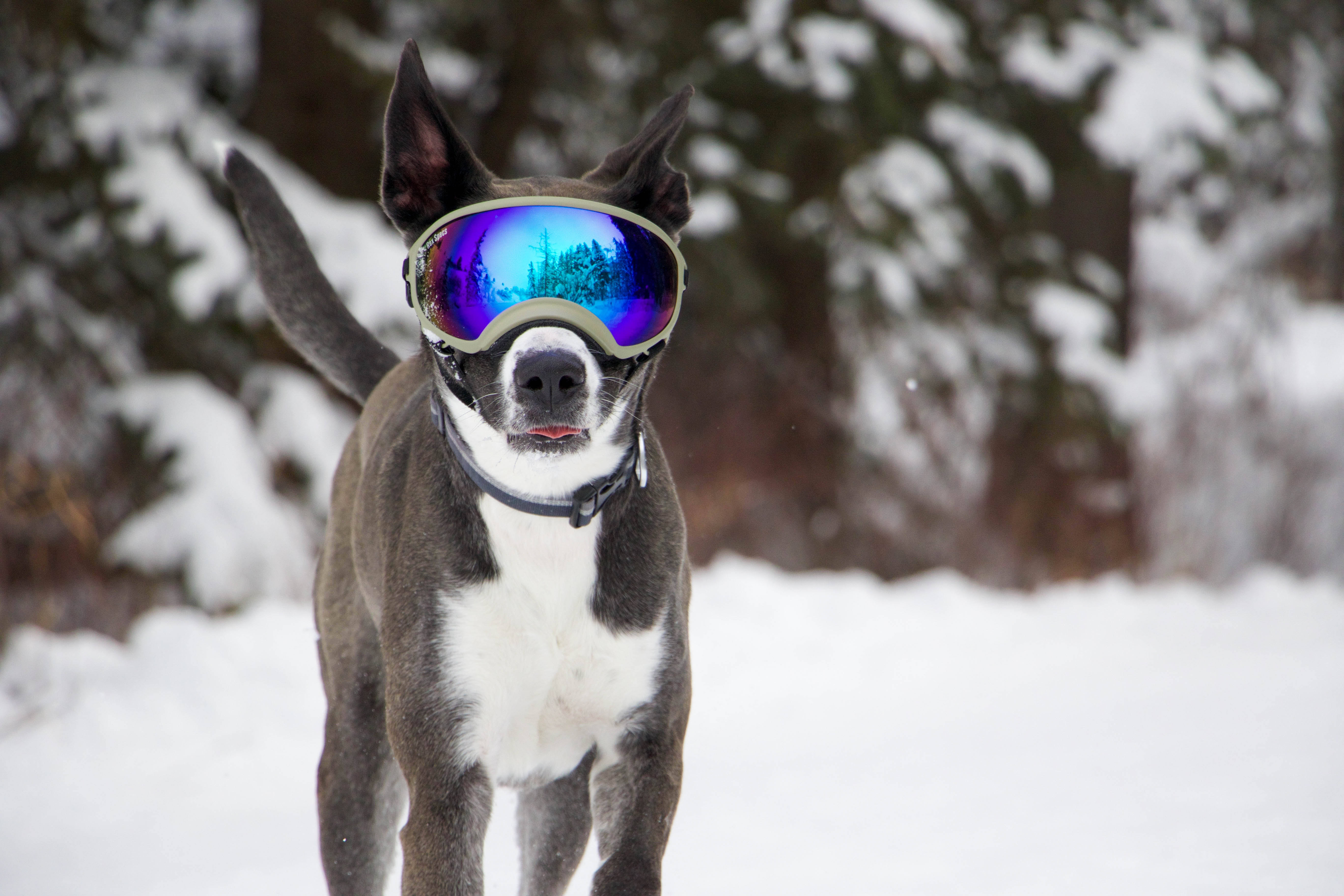 Rex Specs Dog Goggles - Army Green - Large - 2 Clear Lenses