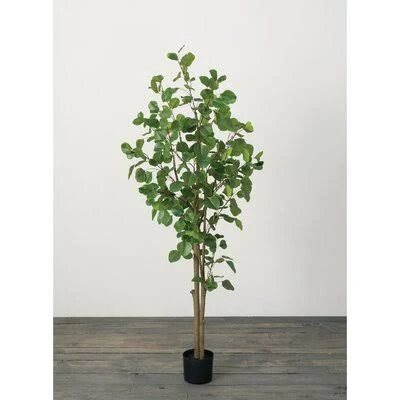 Eucalyptus Tree in Pot Brayden Studio