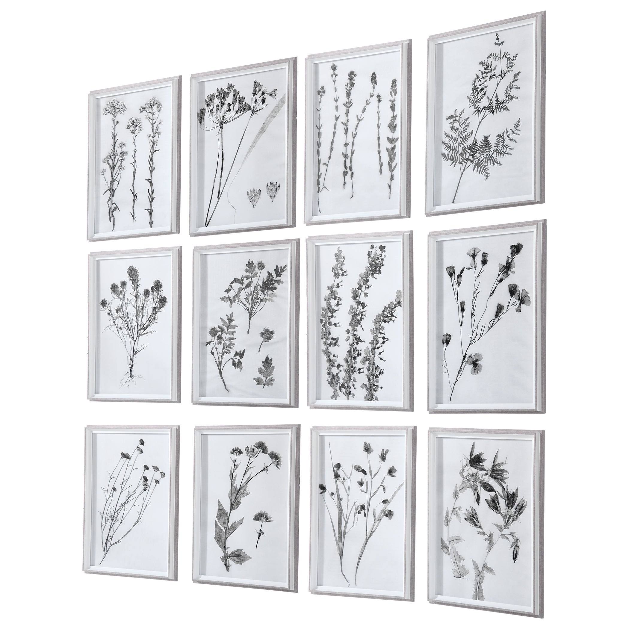 Uttermost - 33713 Contemporary Botanicals Framed Prints (Set of 12)