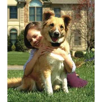 PetSafe In-Ground Stubborn Dog Fence - Pet Supplies online store