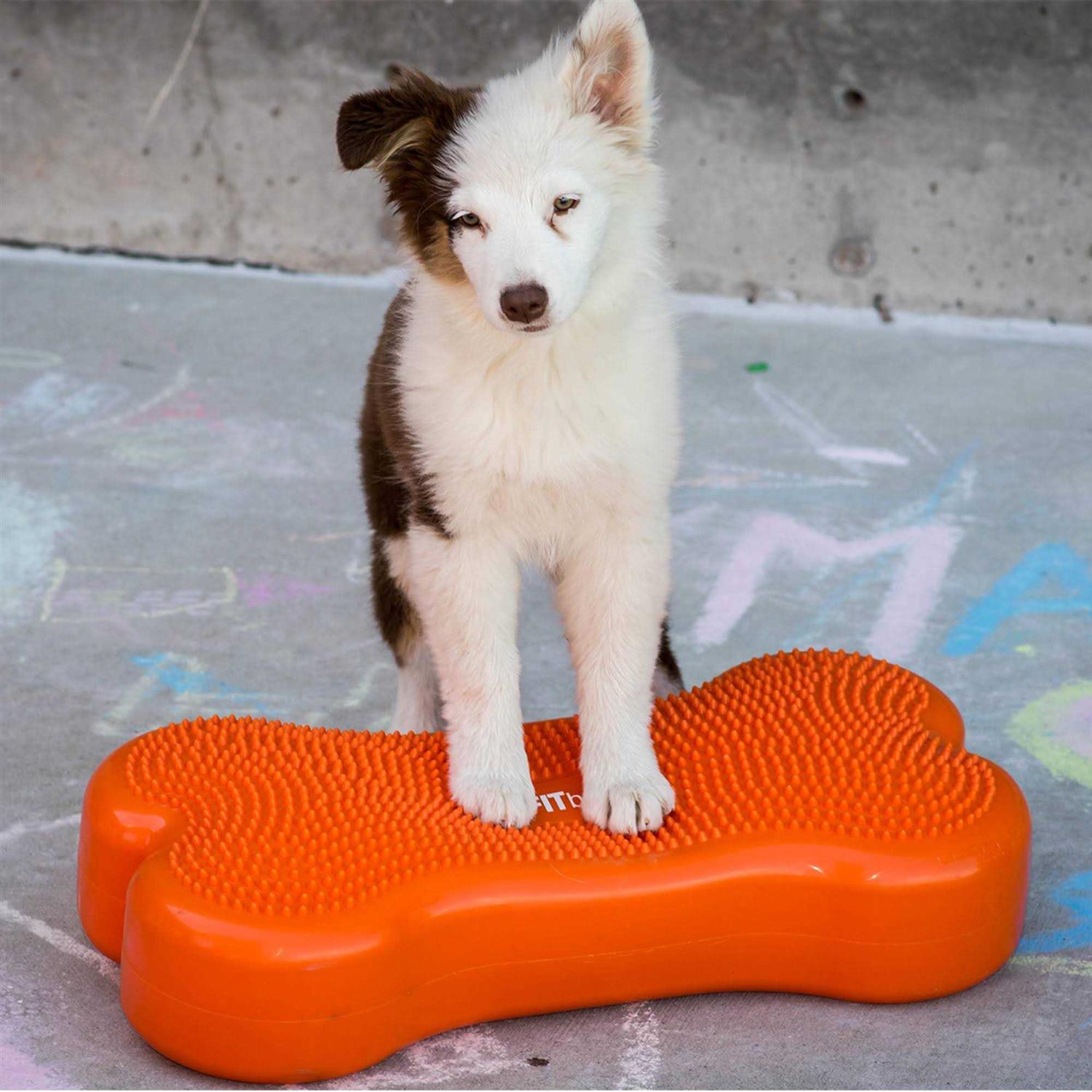 FitPAWS K9FITbone Agility Training - Pet Supplies online store