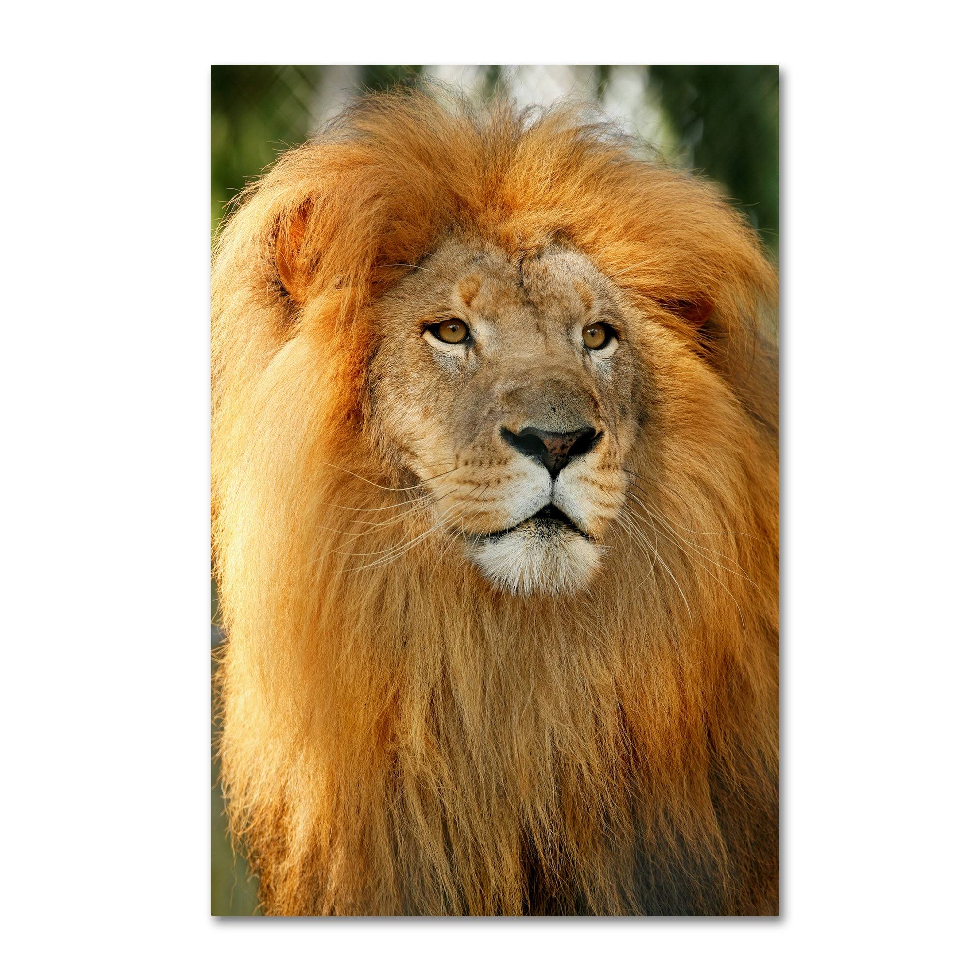 Trademark Fine Art Ali17910-C3047Gg Mike Jones Photo 'Lion' Canvas Art