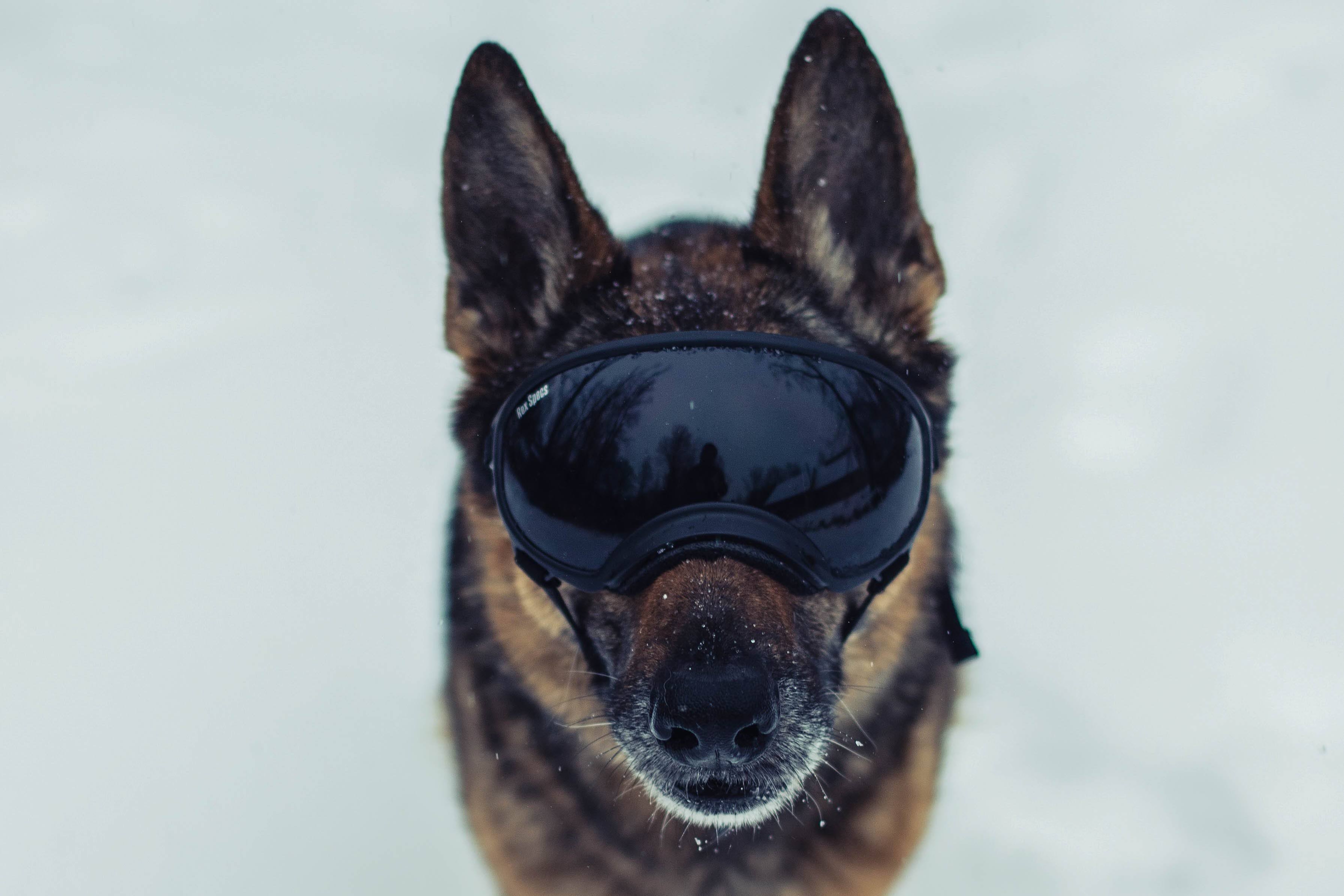 Rex Specs Dog Goggles - Army Green - Large - 2 Clear Lenses