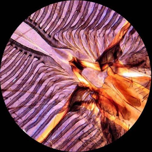 AmScope T490A-8M Digital Compound Trinocular Microscope, WF10x and WF16x Eyepieces, 40X-1600X Magnification, Brightfield, Halogen Illumination, Abbe Condenser, Double-Layer Mechanical Stage, Sliding Head, High-Resolution Optics, Includes 8MP Camera w