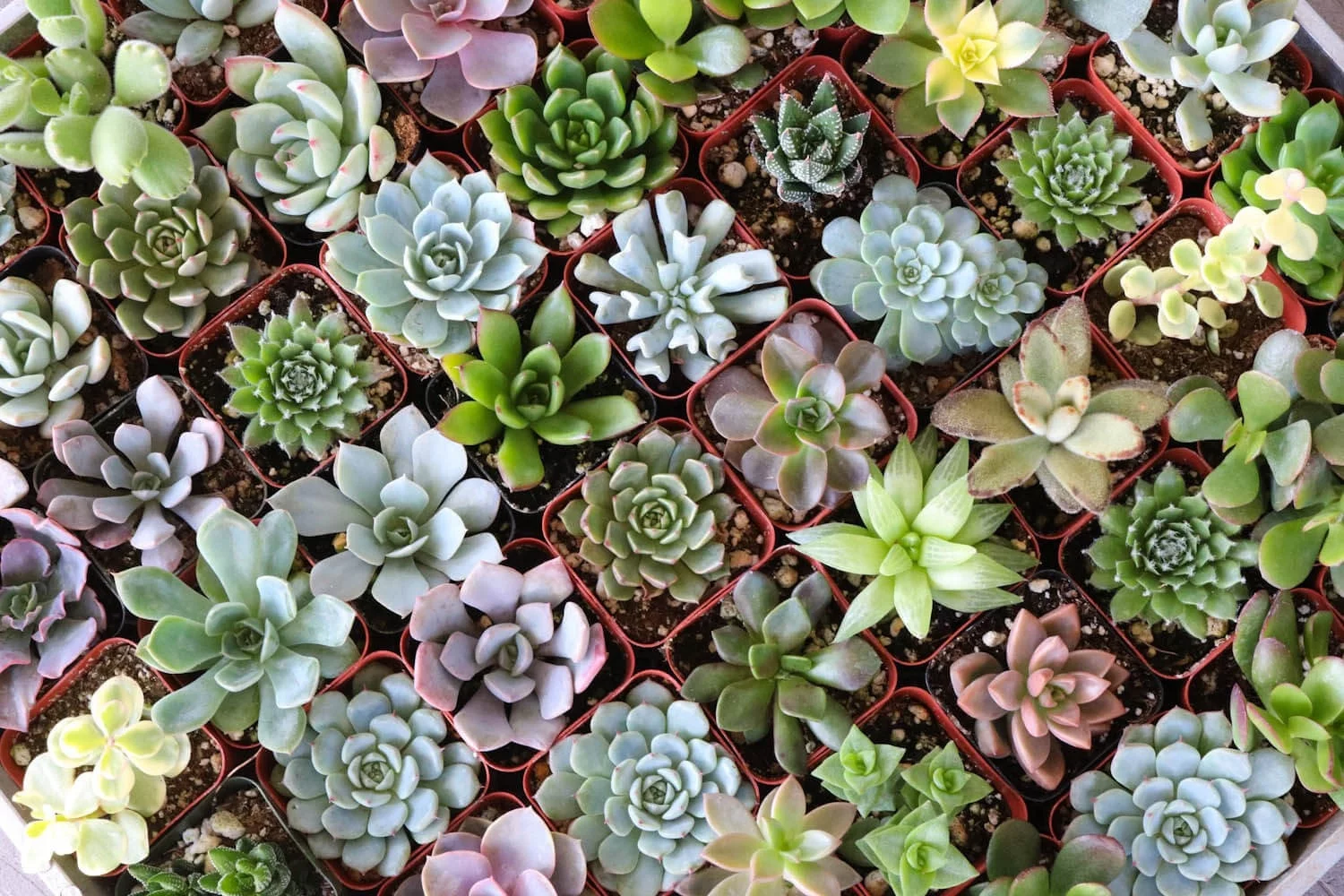 Assorted Succulents for Wedding Favors, Party Gifts and Gardens - 2" Live Succulent Plants