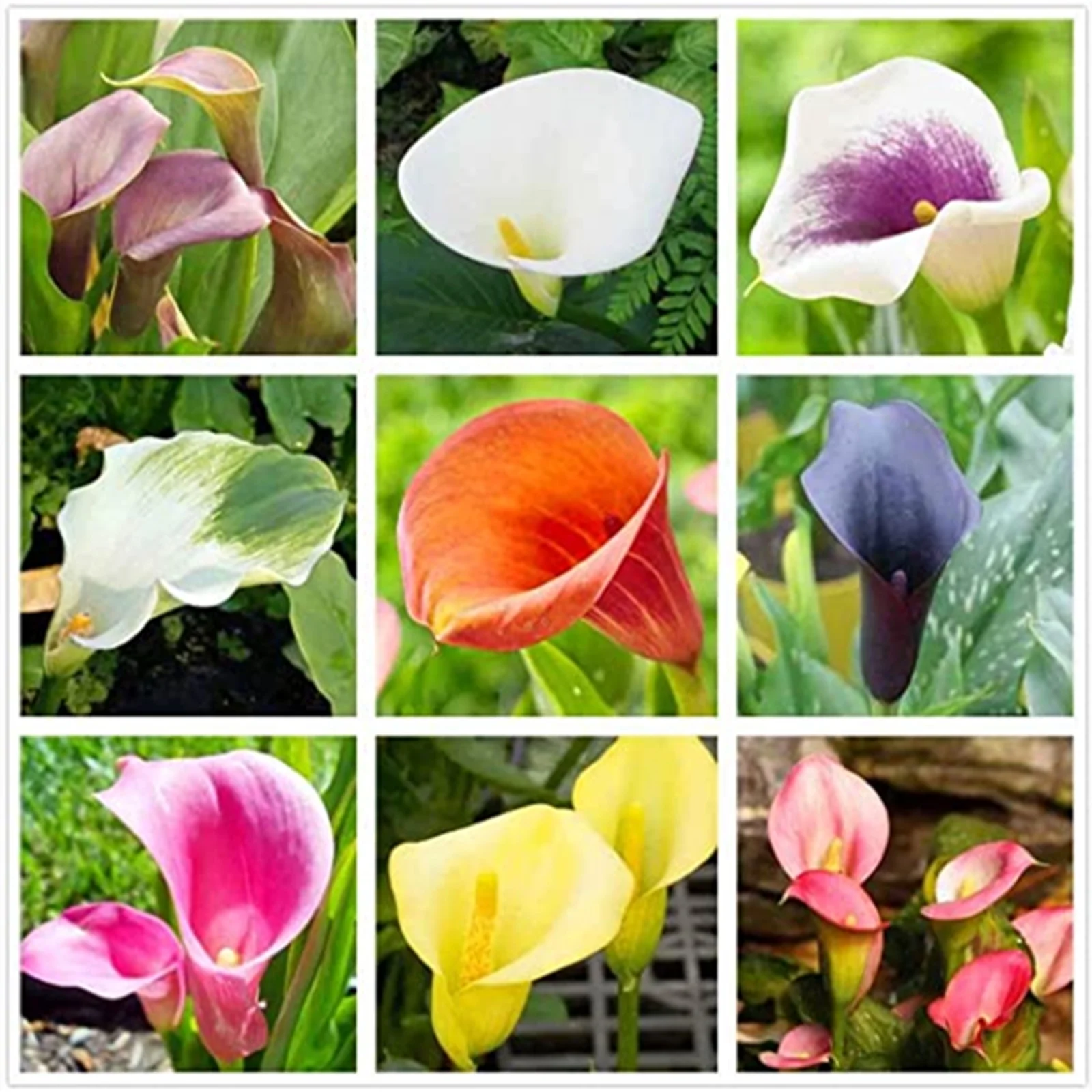 Calla Lily Bulbs, Suitable For Flower Arrangements,Easy To Care For,Calla Lily Bulbs For Planting,The Flowers Are Large And Beautiful,Calla Lily Plants, Thrive In A Variety Of Conditions. - Curated Treasures Market
