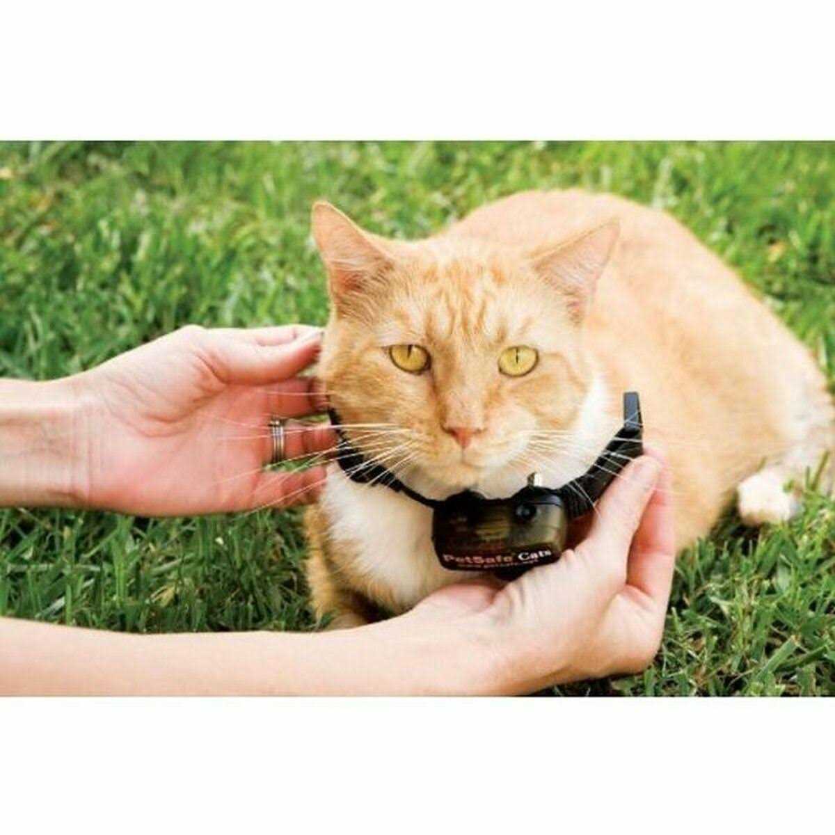 PetSafe In-Ground Cat Fence Receiver Collar - Pet Supplies online store
