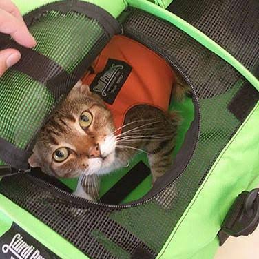 SturdiBag Large Pet Carrier Red