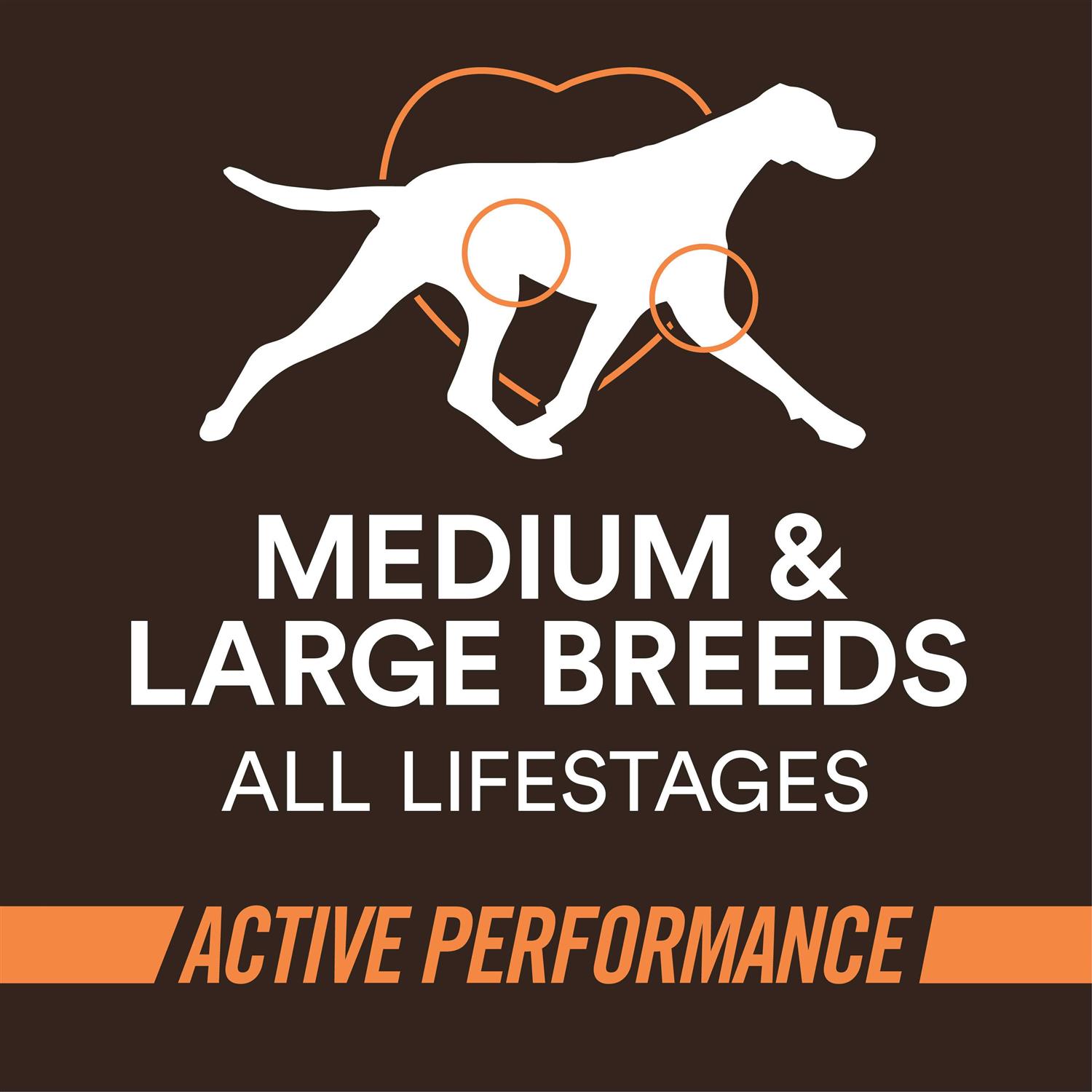 WholeHearted Active Performance High-Protein Chicken &amp; Rice Recipe Dry Dog Food - Pet Supplies online store