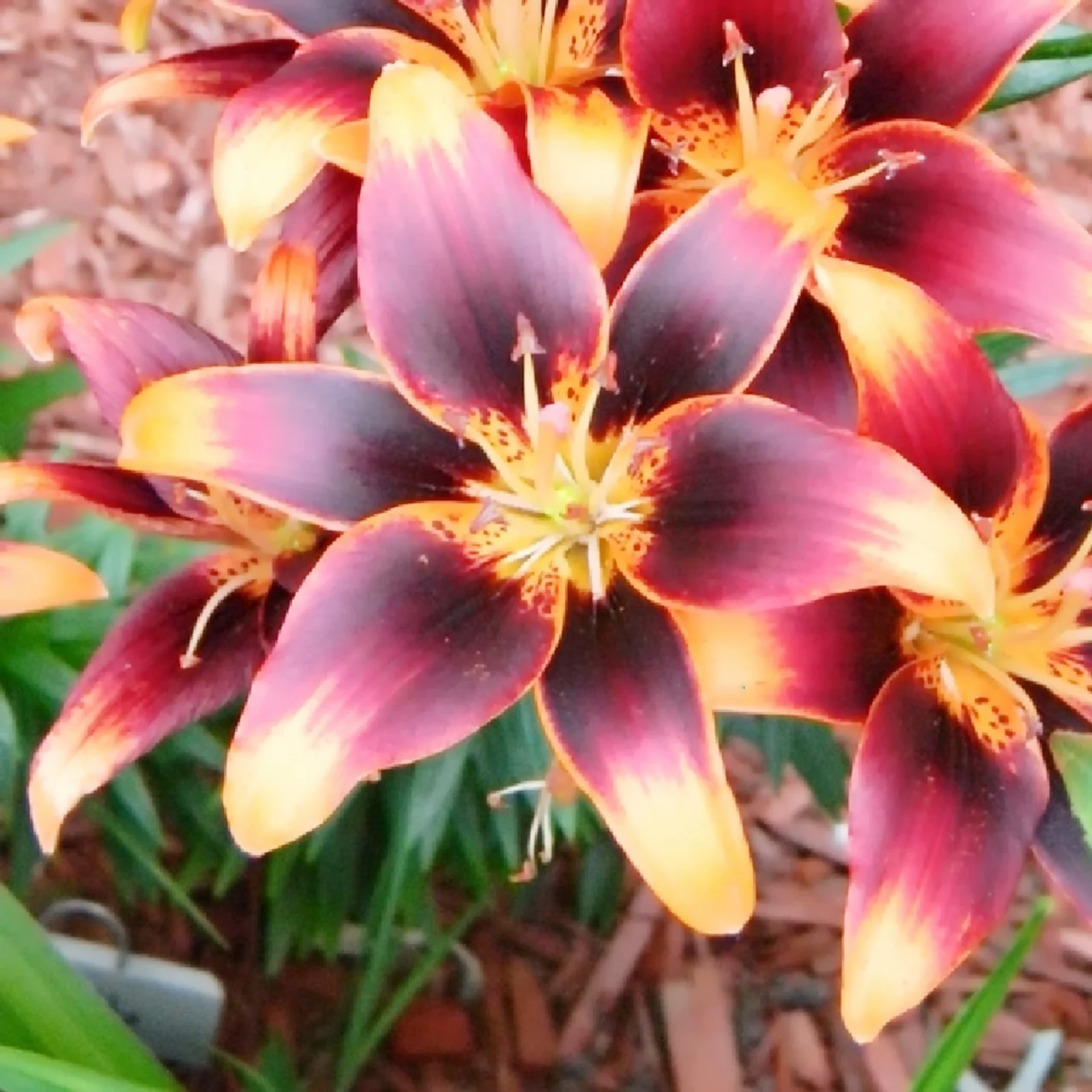 Lily Asiatic Lilium Bulbs,Mixed Lilies,Lily Bulbs for Planting Now,Lily Bulbs,Colourful Collection,Flowering Bulbs - Curated Treasures Market