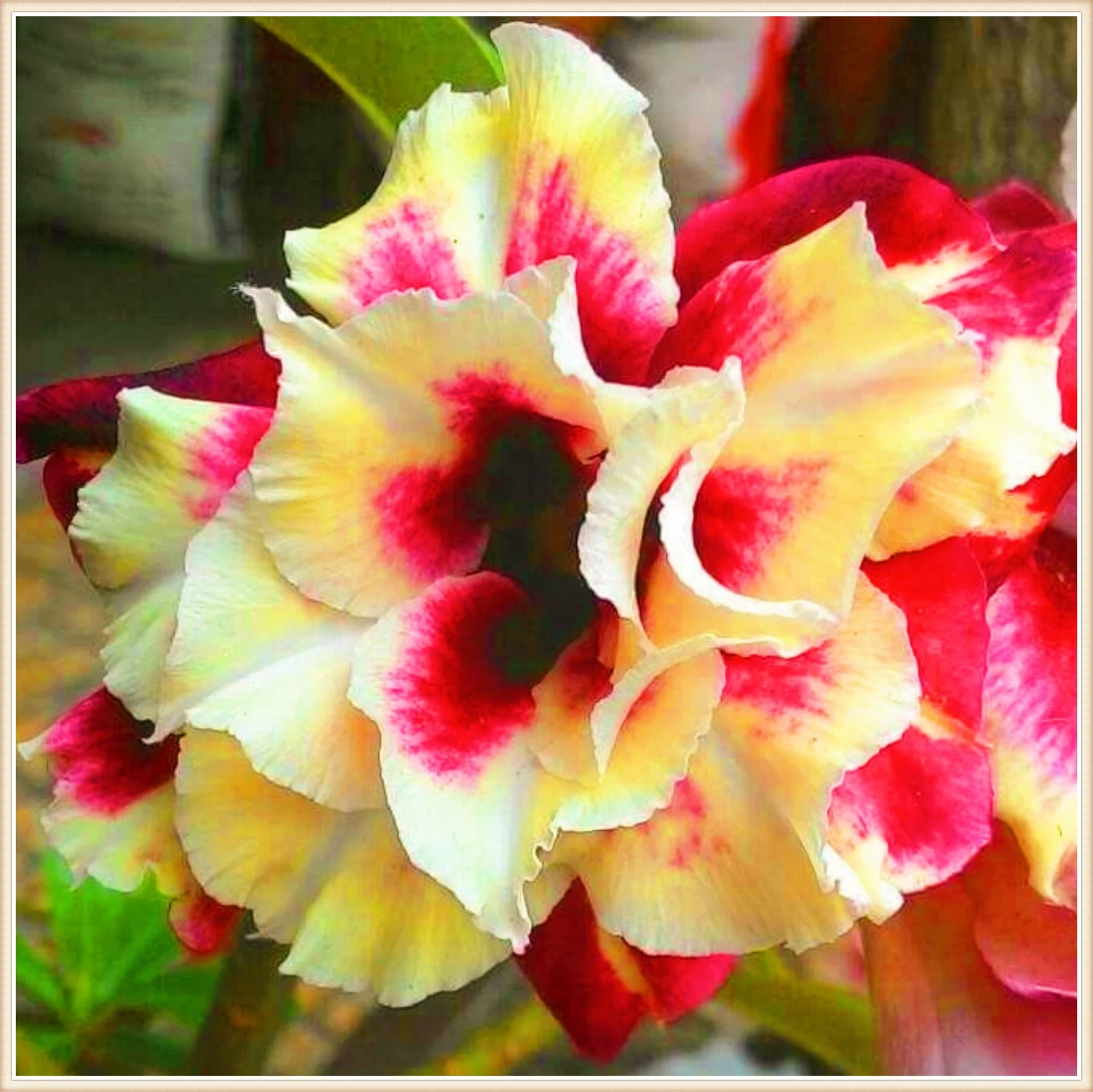Adenium Desert Rose Plant Live Desert Rose Plants For Sale Desert Rose Bulbs Desert Rose Bulbs For Sale Garden Flowers Bonsai Plant - Curated Treasures Market
