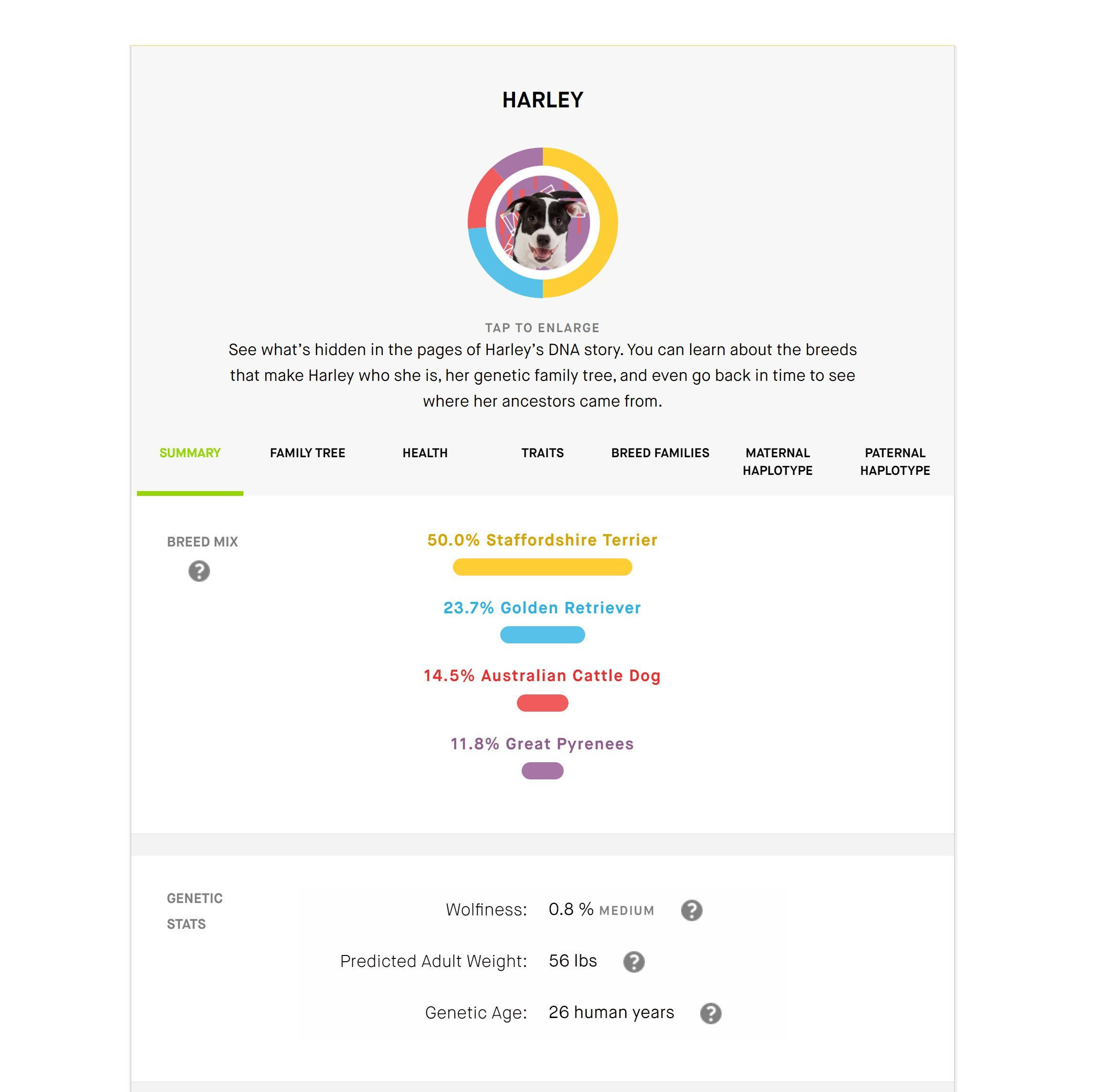 Embark | Dog DNA Test | Breed Identification | 160 Health Results | 200K Genetic Markers | Pack of 3