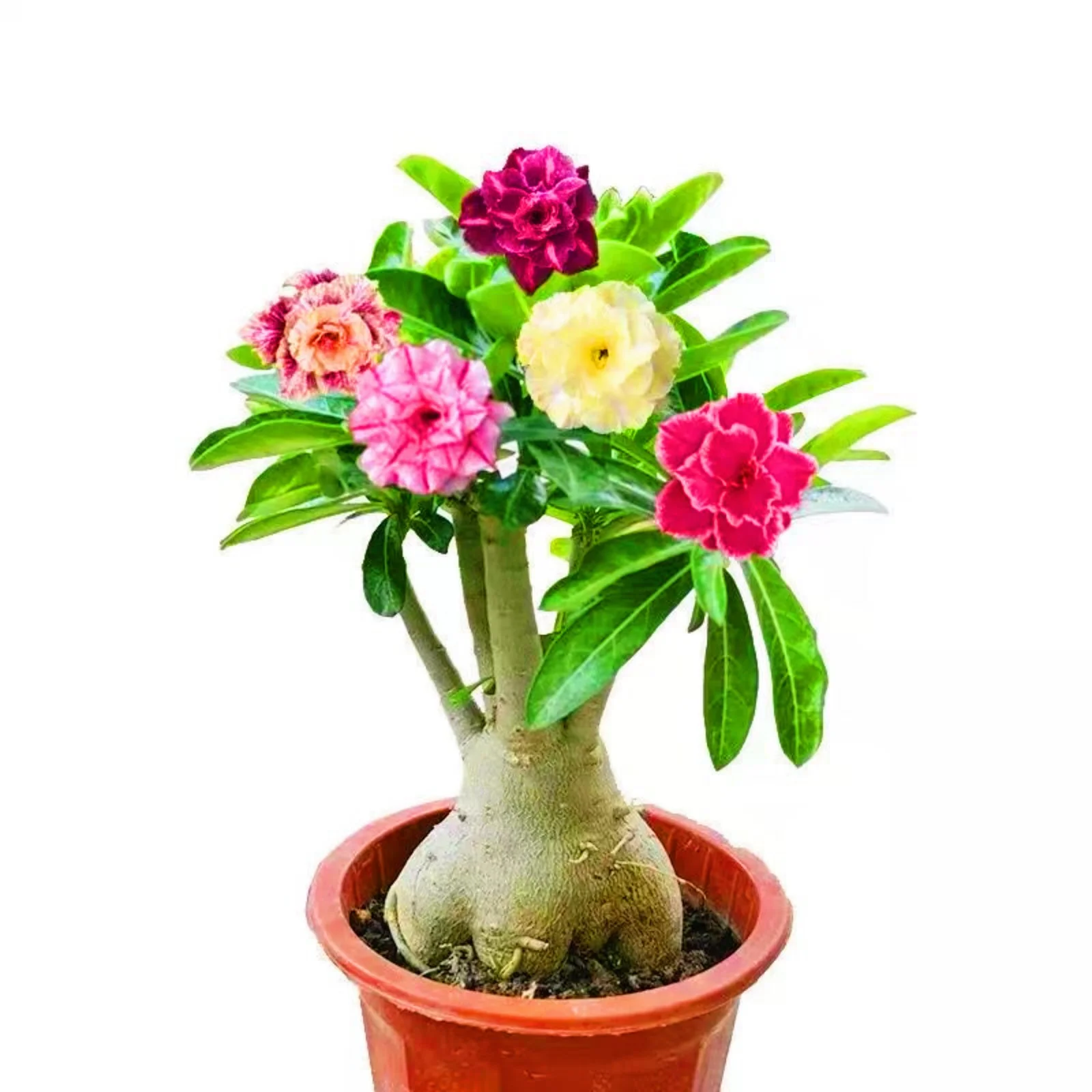 Desert Rose Plants For Sale Desert Rose Bulbs Desert Rose Roots Desert Rose Plant Live Large Garden Decoration Garden Flowers Bonsai Plant - Curated Treasures Market