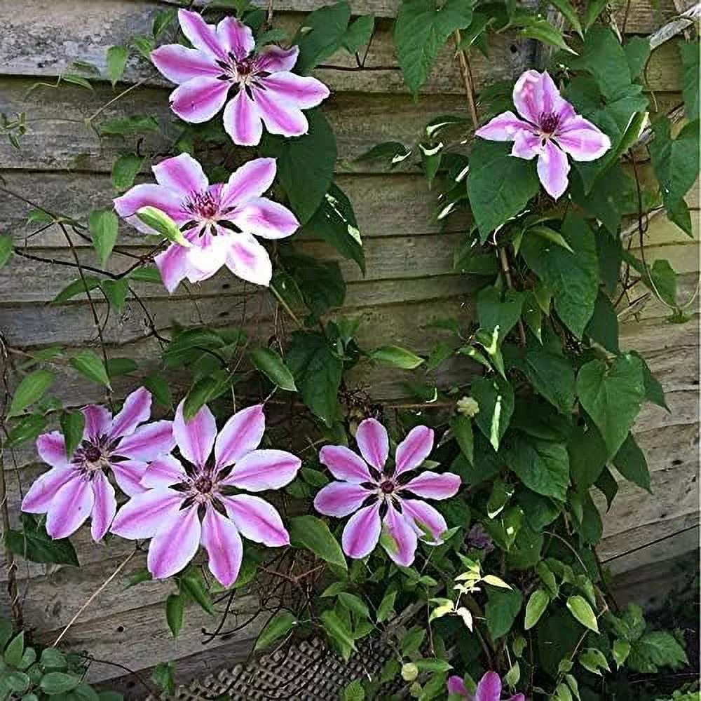 Bees Jubilee Clematis Vine - Live Plant in a 4 Inch Growers Pot - Clematis 'Bees Jubilee' - Starter Plants Ready for The Garden - Bold and Beautiful Purple Flowering Vine