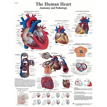 FEI Anatomical Sticky Back Chart - Human Heart