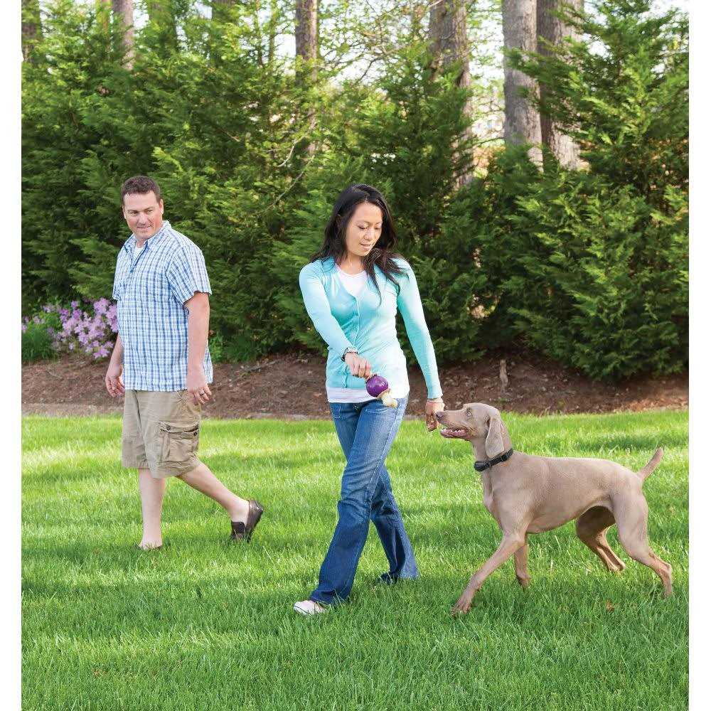 PetSafe Stay &amp; Play Wireless Fence with Replaceable Battery Collar - Pet Supplies online store