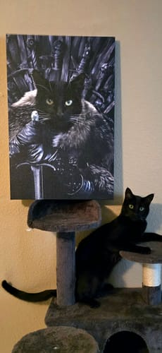 A black cat with a personalized fantasy portrait