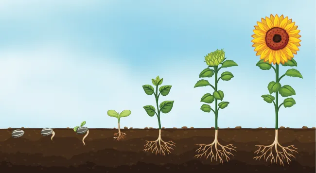 How to Grow Sunflowers - Kids Do Gardening