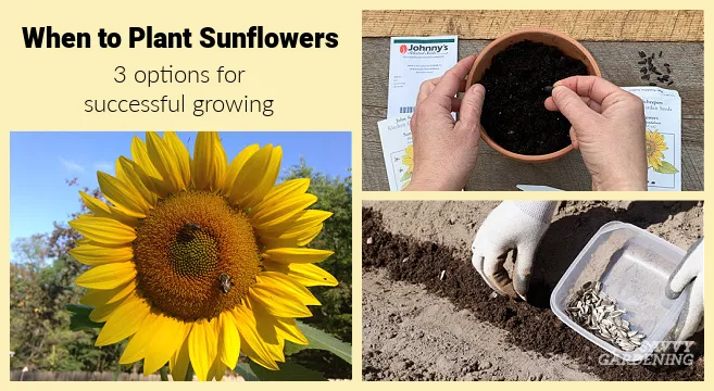 When to Plant Sunflowers: 3 Options for Lots of Beautiful Blooms