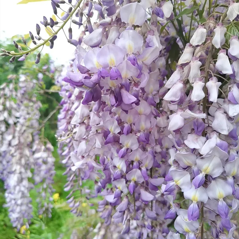 💜Glyziniensamen im Topf🌈Erstellen Sie Ihren Traumgarten