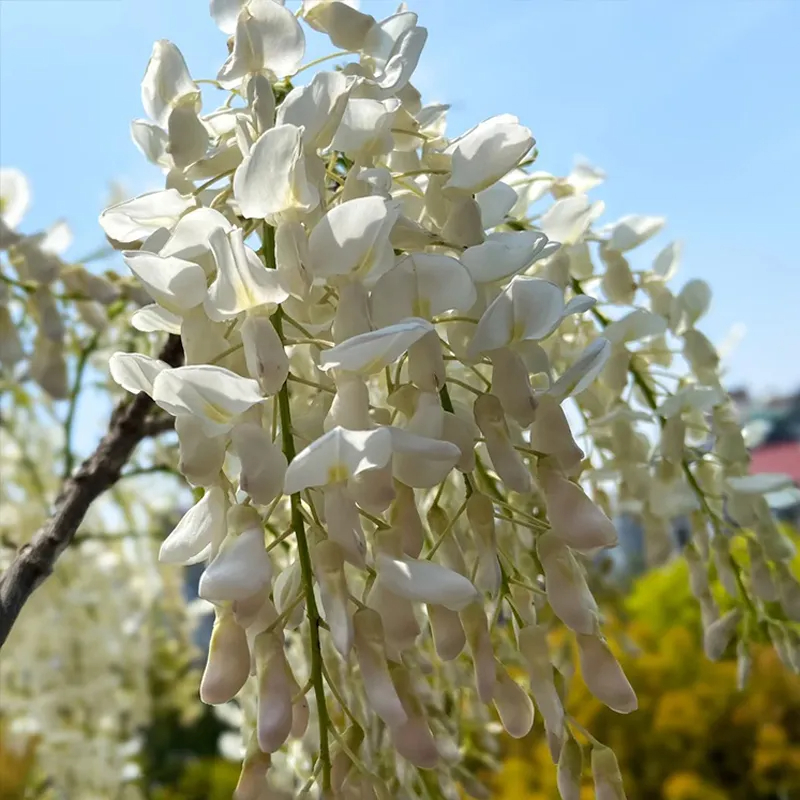 💜Glyziniensamen im Topf🌈Erstellen Sie Ihren Traumgarten