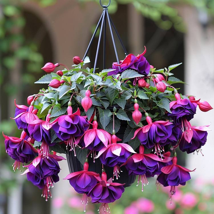 🌺Fuchsia Seeds - Lantern Flower