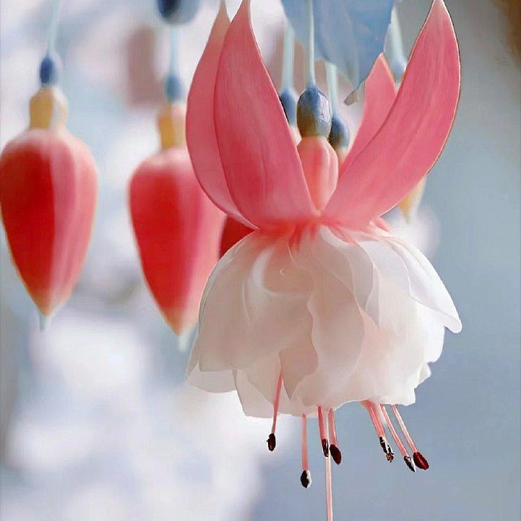 🌺Fuchsia Seeds - Lantern Flower