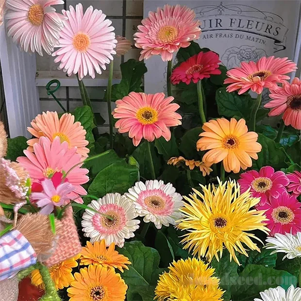 🌼Mixed Color Gerbera Seeds