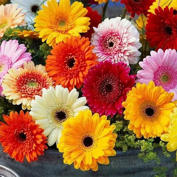 🌼Mixed Color Gerbera Seeds