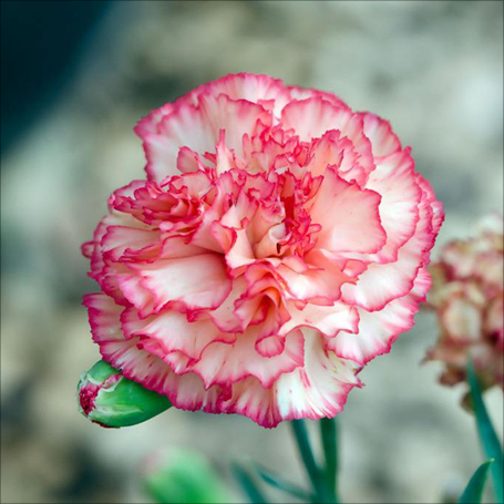 🌸[Carnation Dream Bulbs Collection —— Encountering the Colorful Flower of Mother's Love]