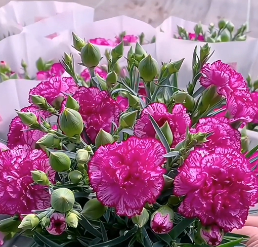 🌸[Carnation Dream Bulbs Collection —— Encountering the Colorful Flower of Mother's Love]