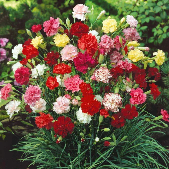 🌸[Carnation Dream Bulbs Collection —— Encountering the Colorful Flower of Mother's Love]