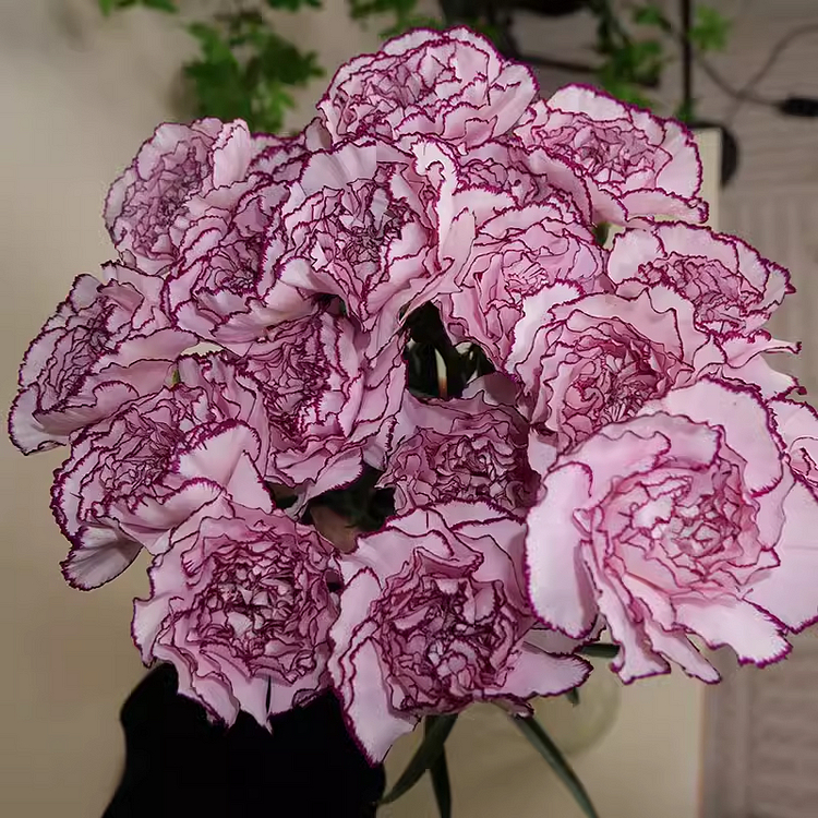🌸[Carnation Dream Bulbs Collection —— Encountering the Colorful Flower of Mother's Love]