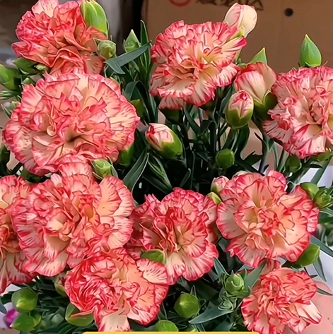 🌸[Carnation Dream Bulbs Collection —— Encountering the Colorful Flower of Mother's Love]