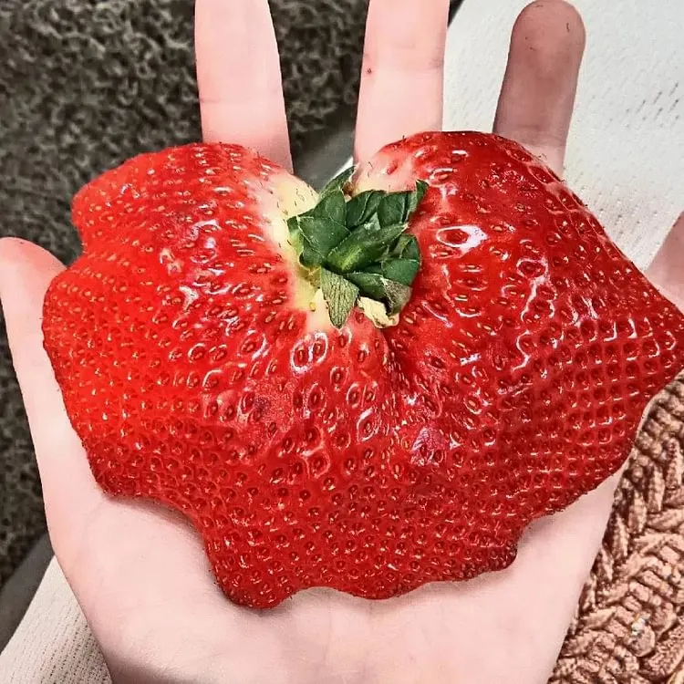 🍓Super Giant Strawberry Seeds – Grow Juicy, Extra-Large Strawberries!