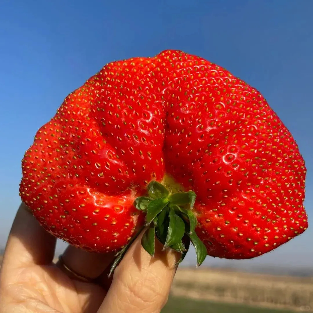 🍓Super Giant Strawberry Seeds – Grow Juicy, Extra-Large Strawberries!