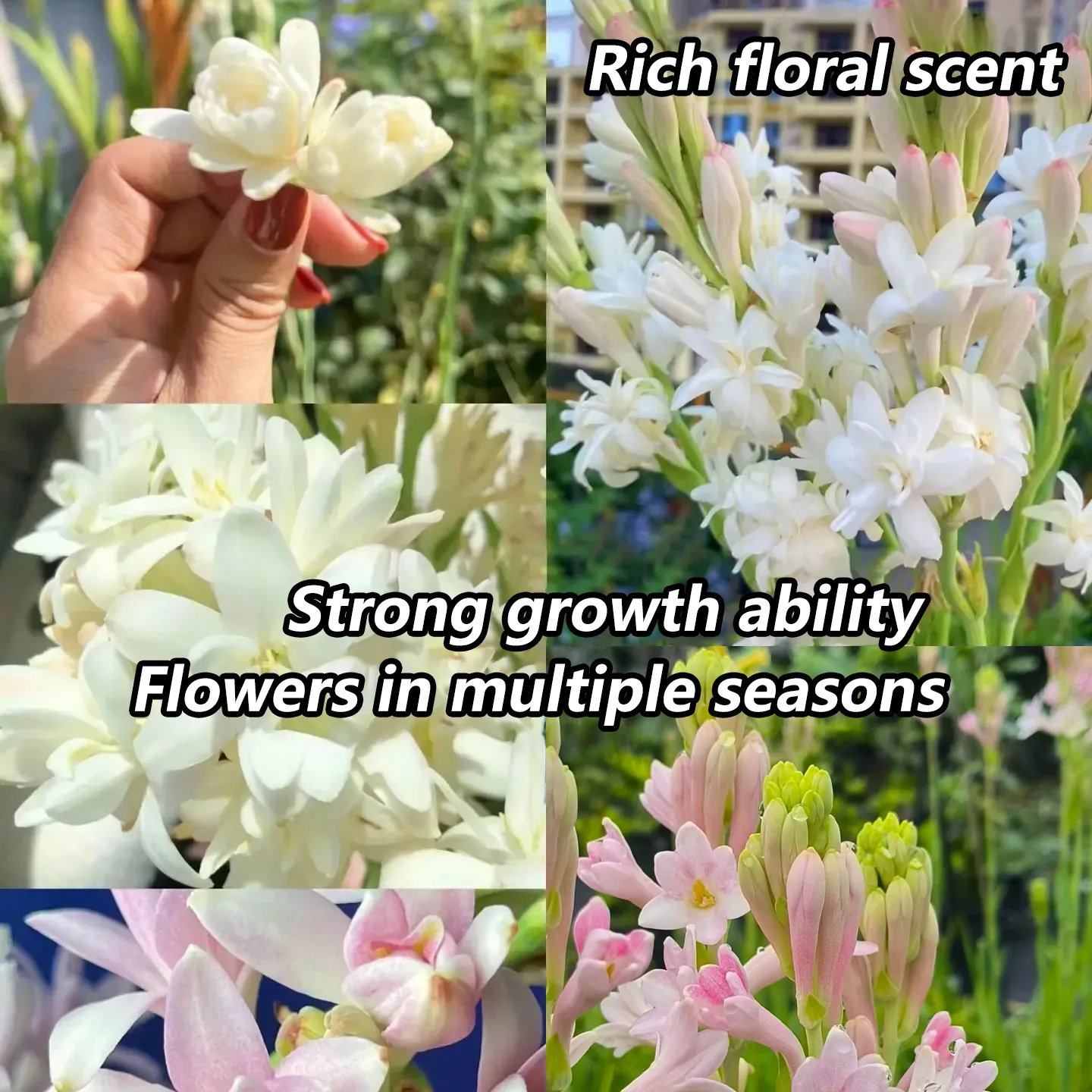🔥【Zeitlich begrenzter Verkauf】Tuberose🌸-Zwiebeln! Genießen Sie 💥50 % Rabatt, kommen Sie vorbei und schnappen Sie sich!