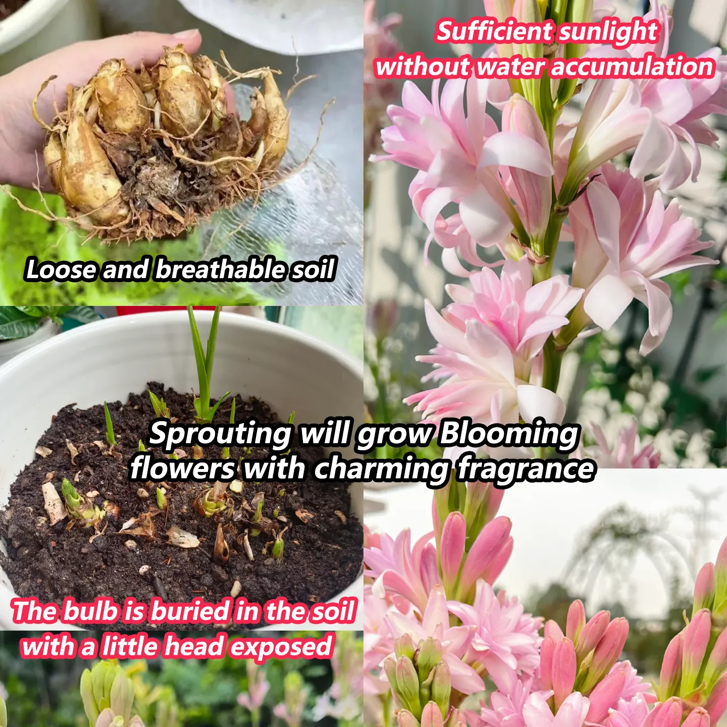 🔥【Zeitlich begrenzter Verkauf】Tuberose🌸-Zwiebeln! Genießen Sie 💥50 % Rabatt, kommen Sie vorbei und schnappen Sie sich!