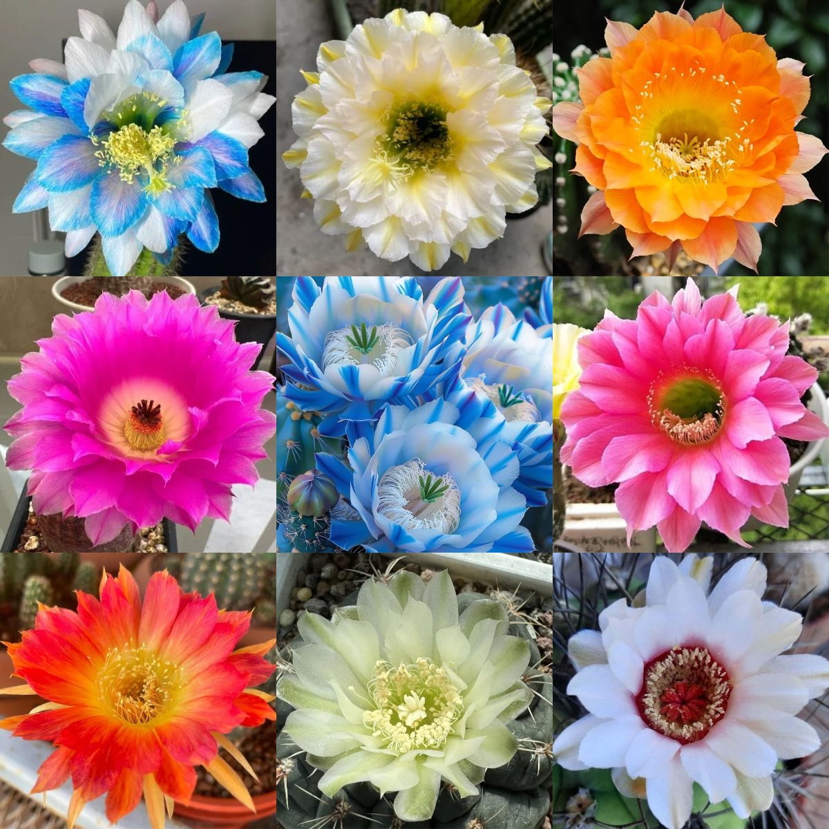 🌵Cactus Flowers Seeds