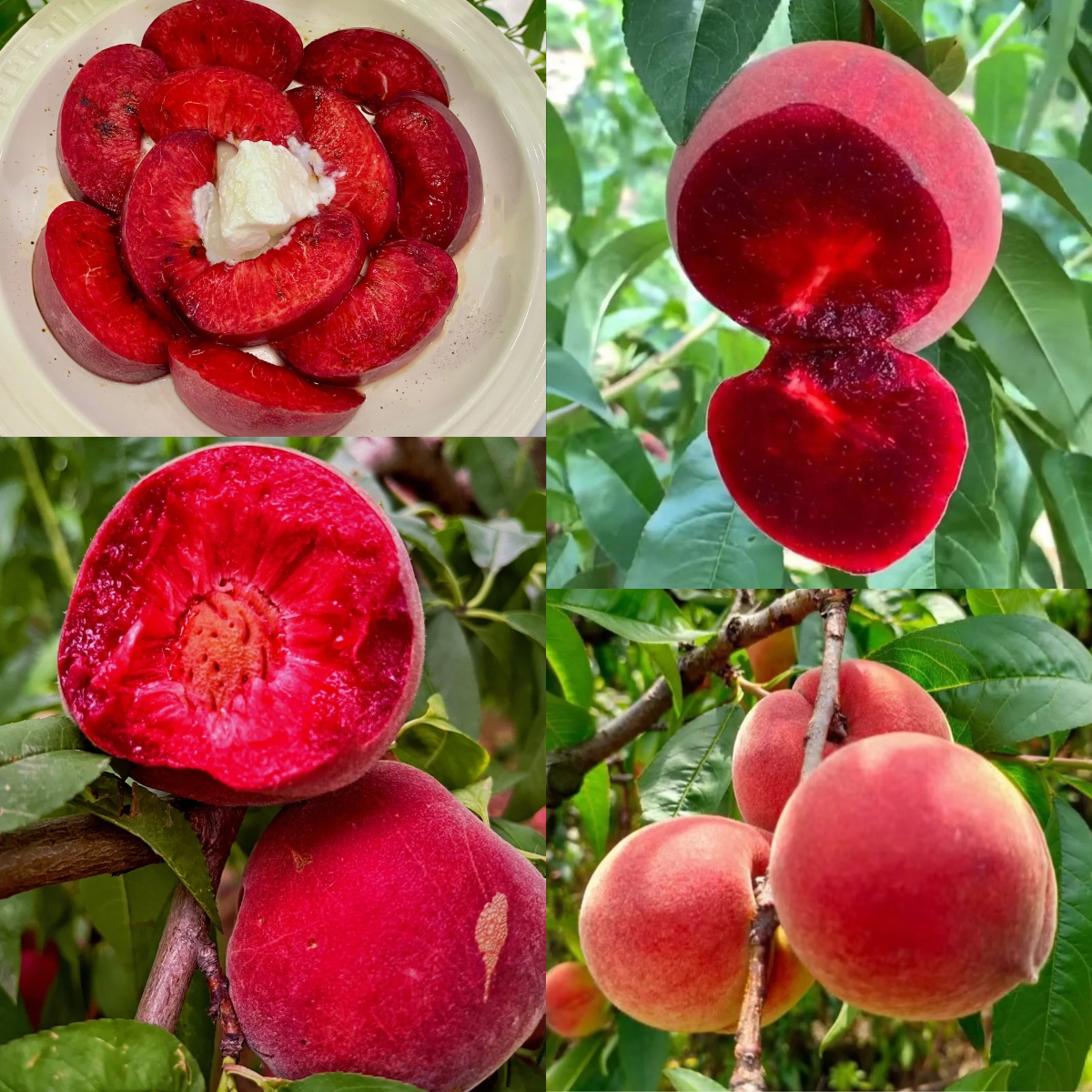 Blood Peach Tree Seeds