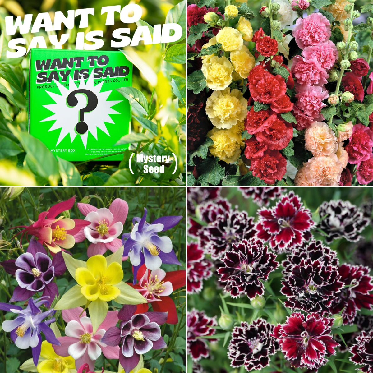 🎁 Mystery Seed-Over 50 Kinds-Surprise Box