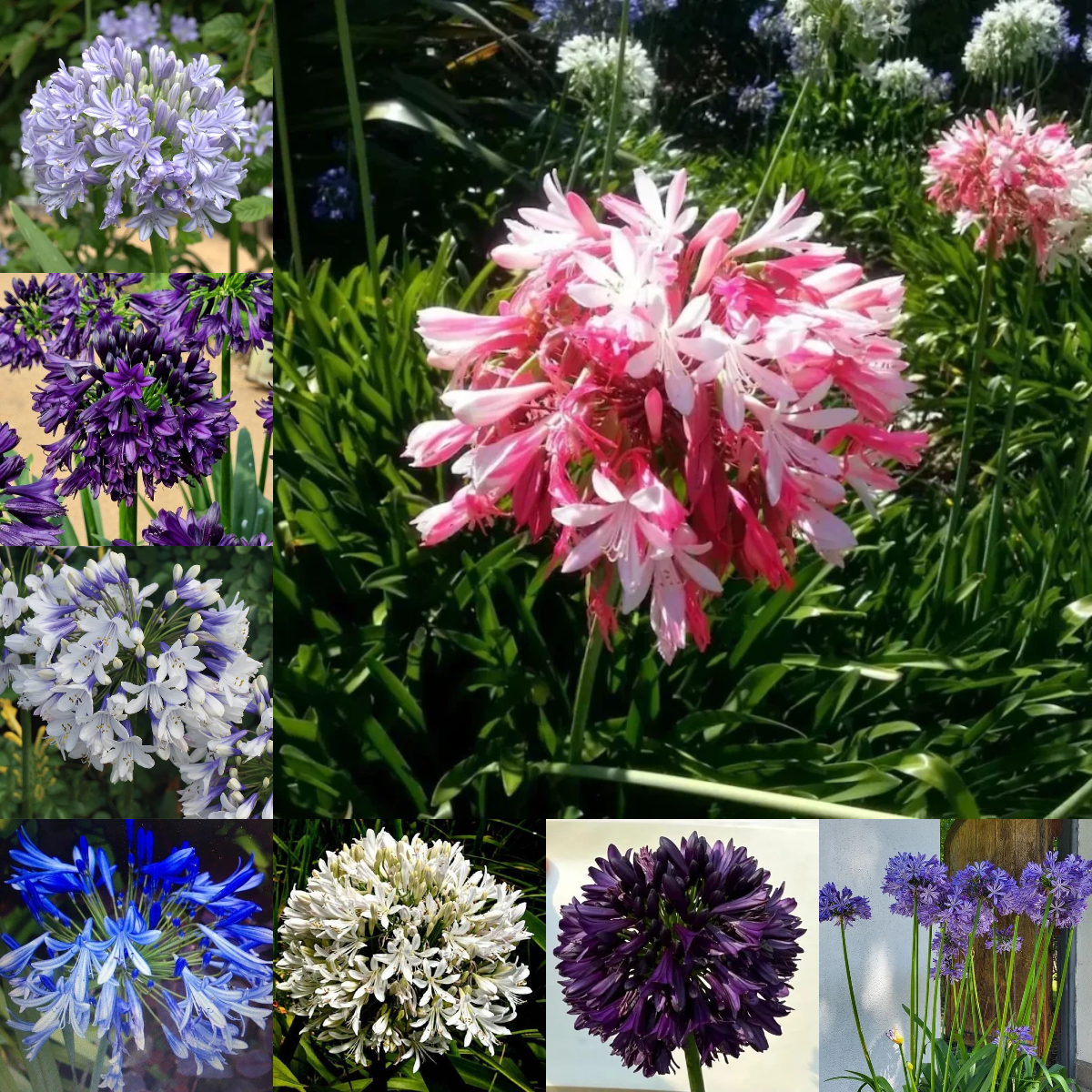 🔥🔥Agapanthus africanus-Mischen