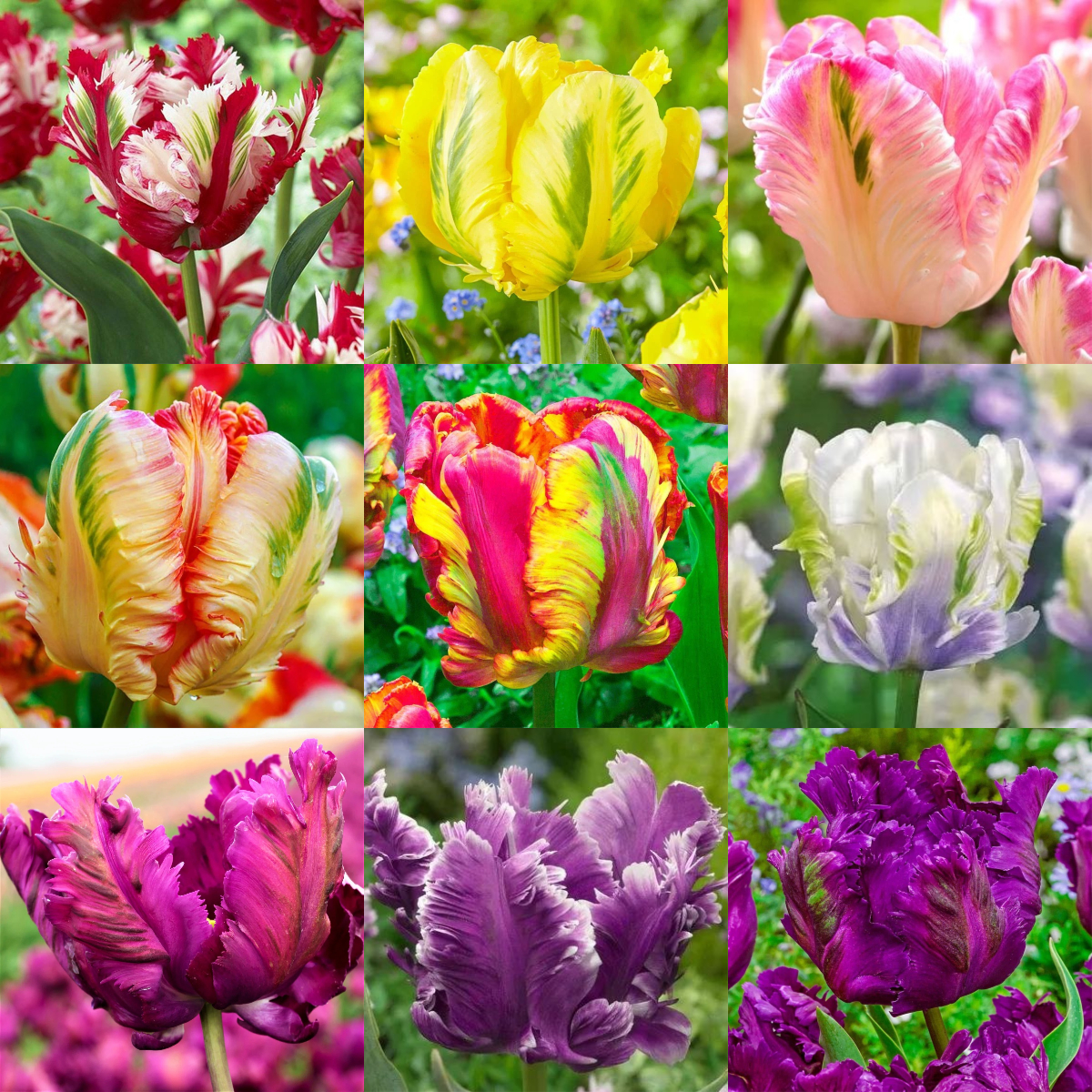🌷Double  Feather Tulips Bulbs