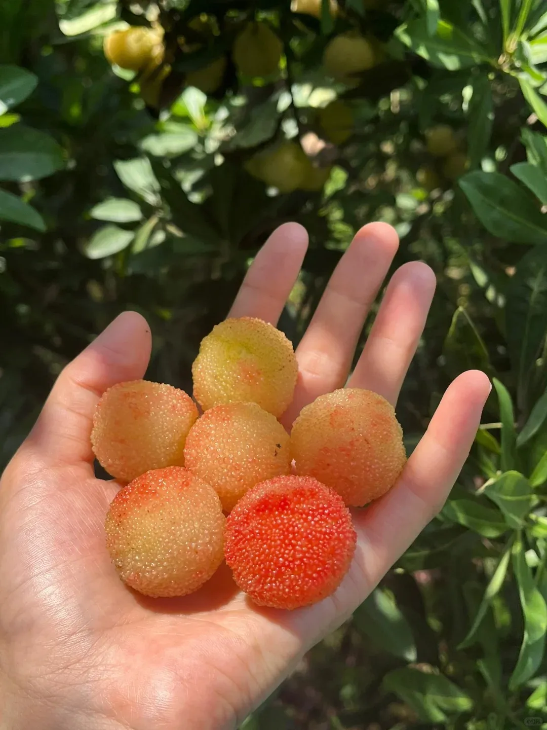 Riesige Lorbeerbeere: Tischtennisballgröße, ⭐Erdbeer-Kirsch-Geschmacksrichtung