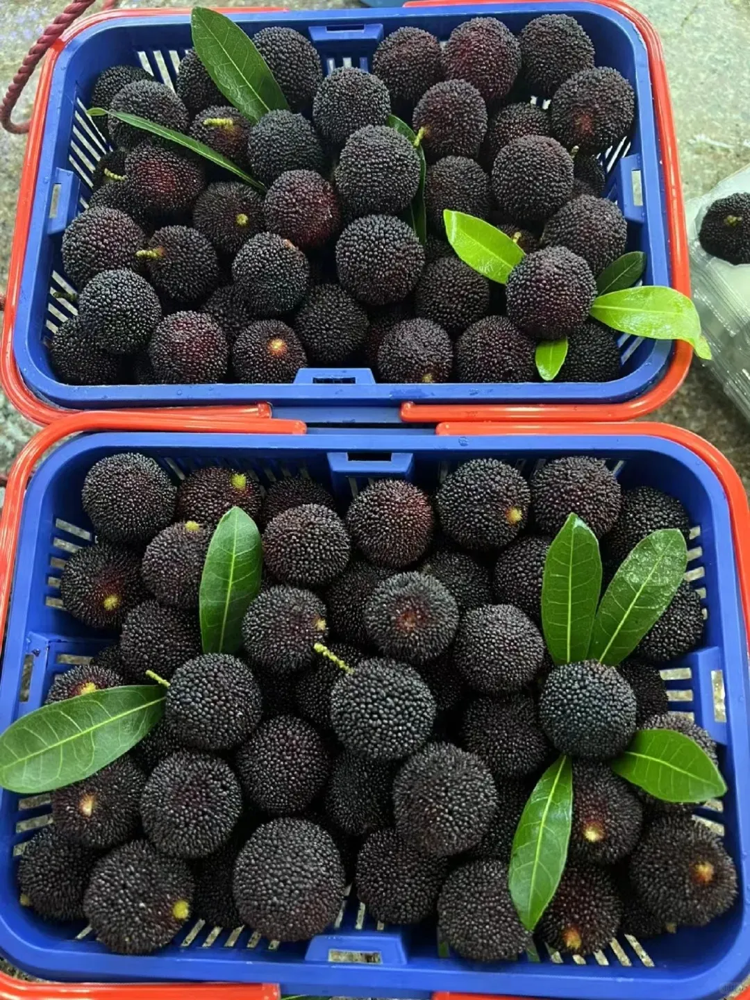 Riesige Lorbeerbeere: Tischtennisballgröße, ⭐Erdbeer-Kirsch-Geschmacksrichtung