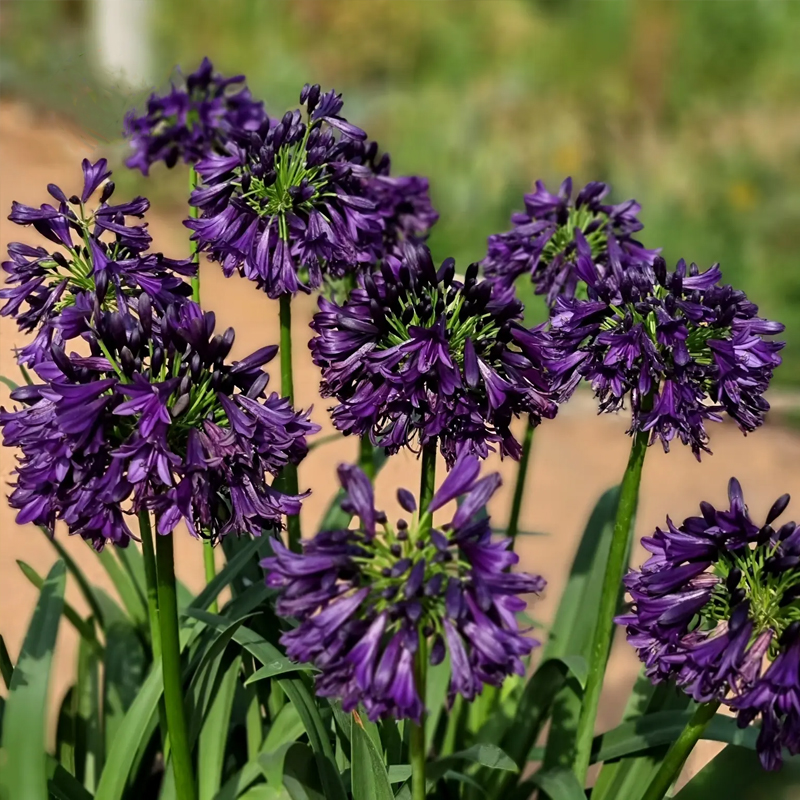 Agapanthus