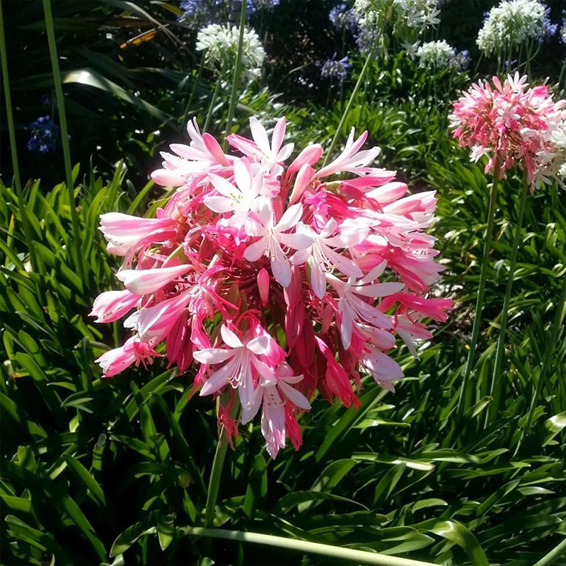 Agapanthus